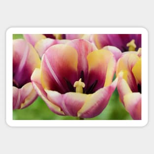 Tulipa  'Atlantis'   Single Late Tulip Sticker